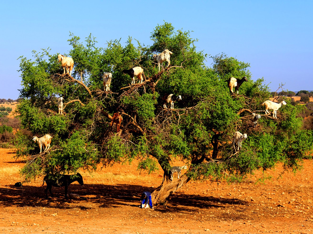 The Flying Tortoise: So You Thought Goats Couldn't Climb Trees...