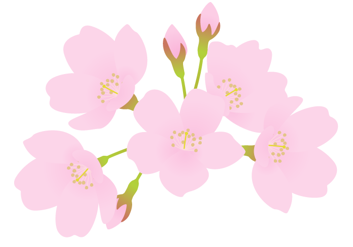 サクラ（桜）の花～無料のフリーイラスト素材集