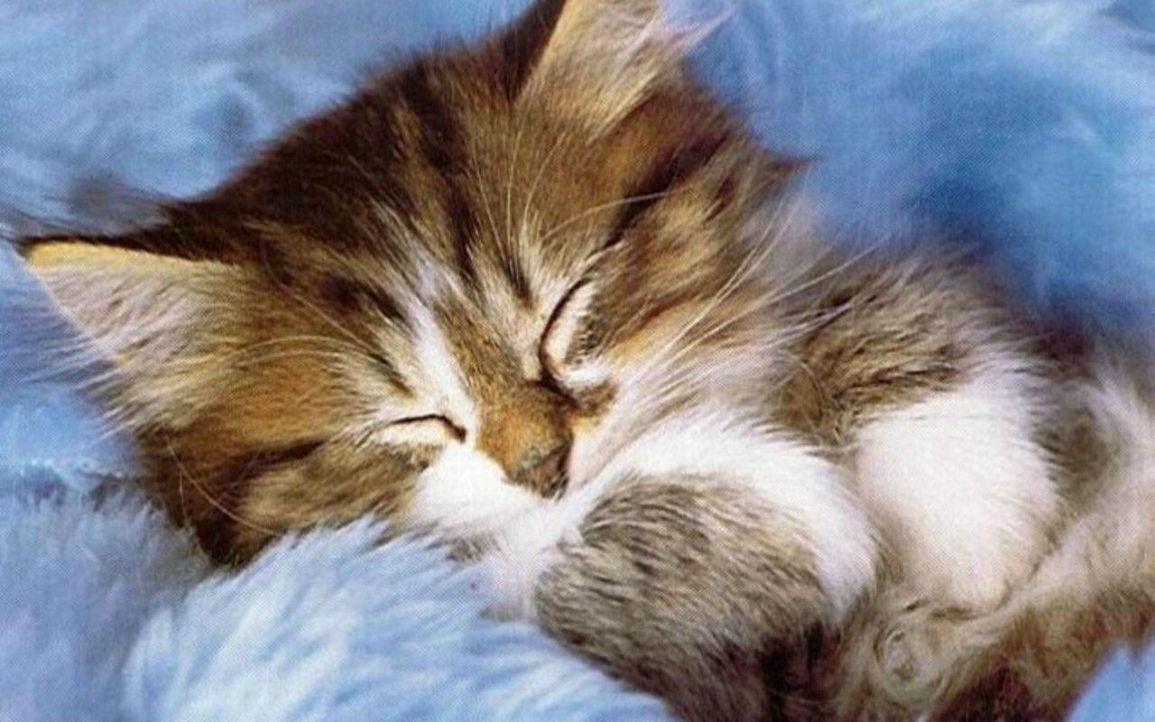 Everything Owners Should Know about Cats and Sleeping