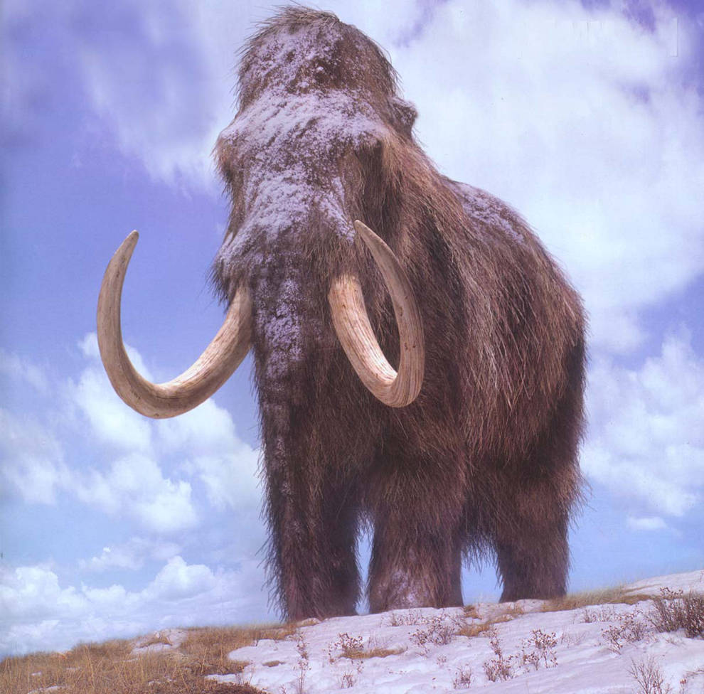 Animales - Un estudio revela cómo los mamuts sobrevivían al frío ...