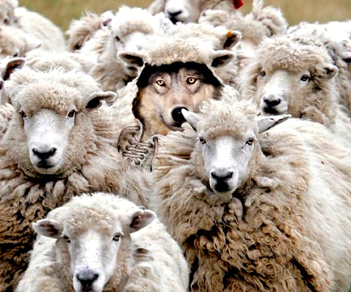 Wolf in Sheep’s Clothing | David M Masters