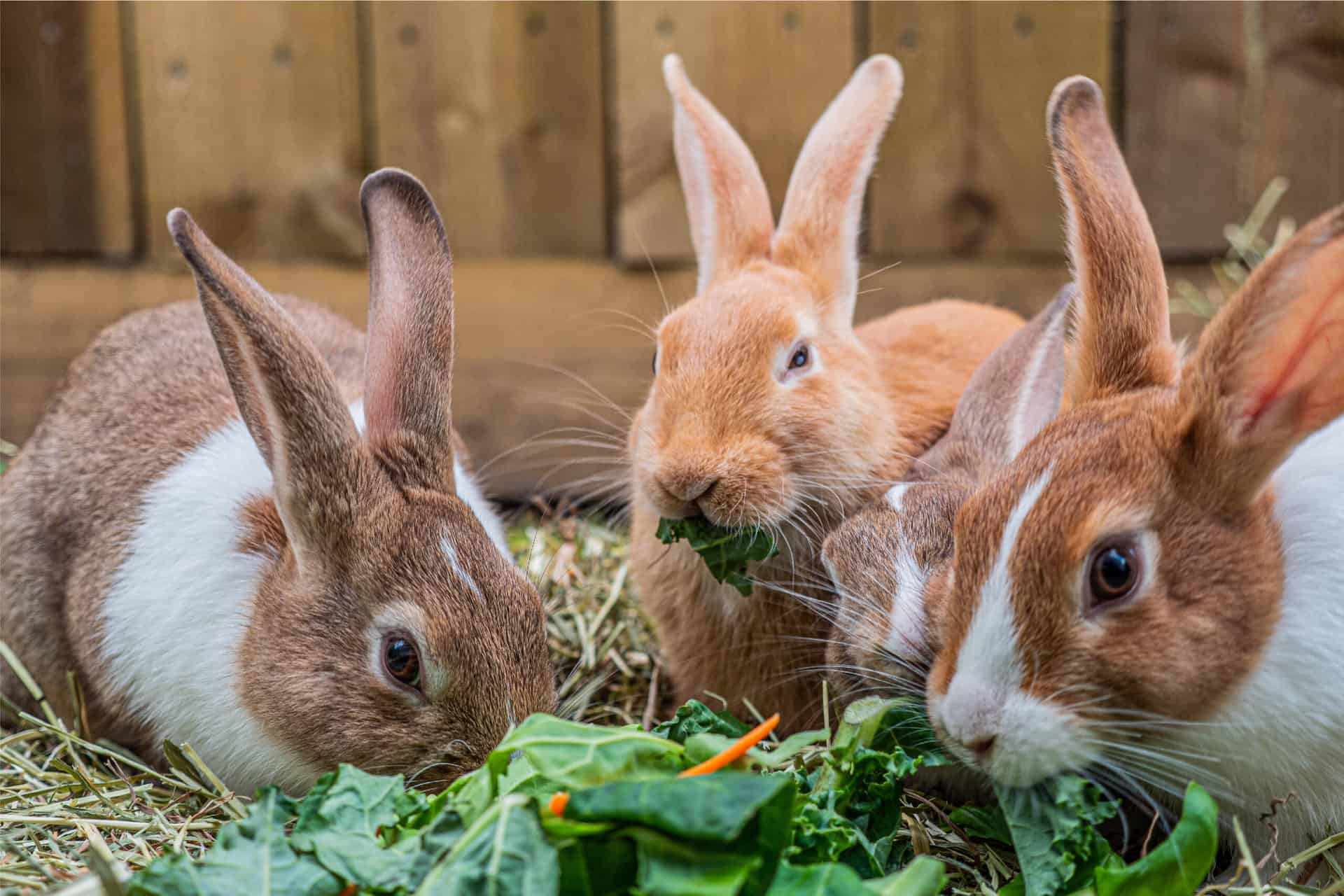Interesting Facts about Rabbits Most People Don't Know