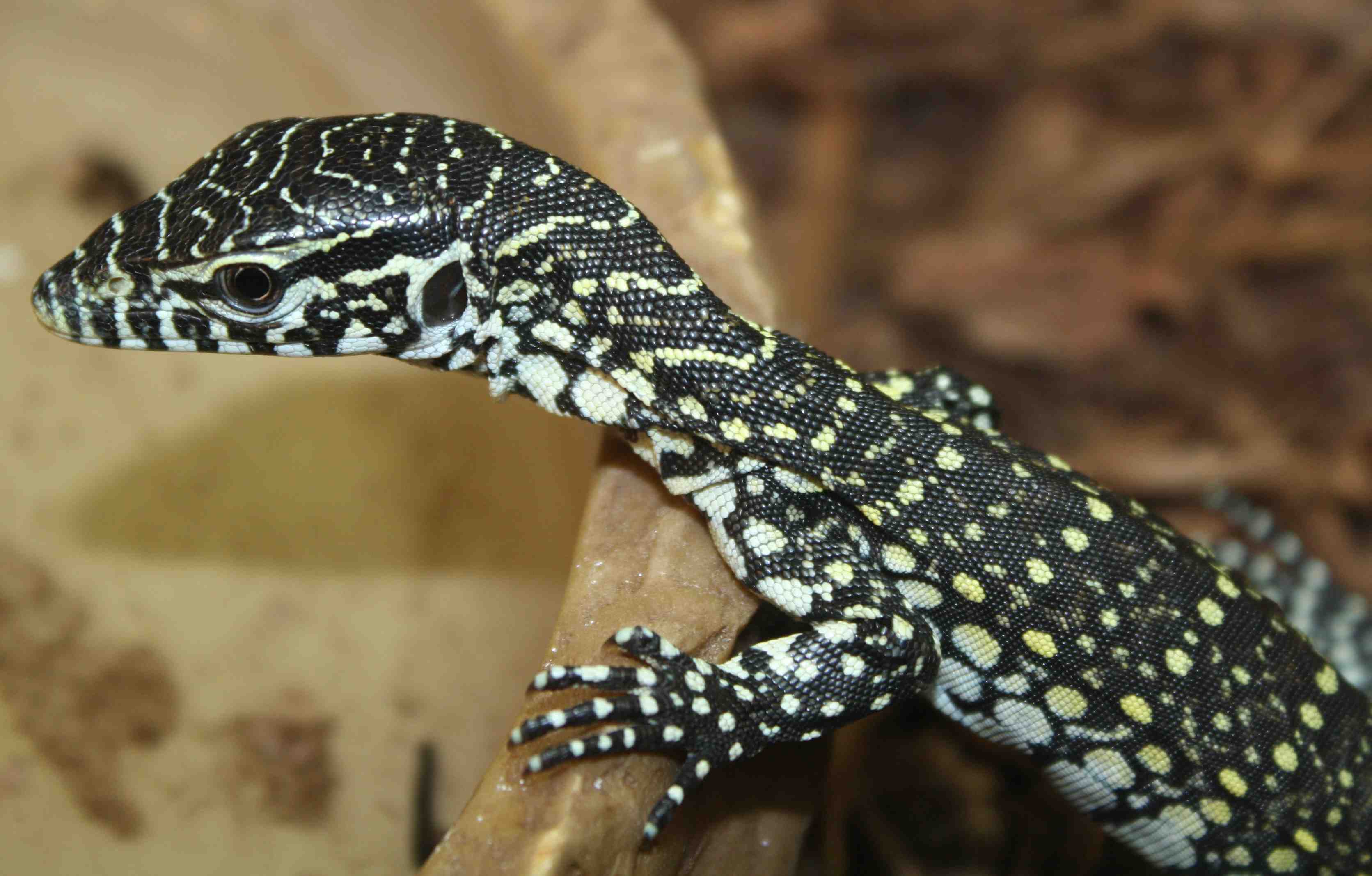 Nile Monitor (Africa) young - Robert Sprackland's Herpetology World