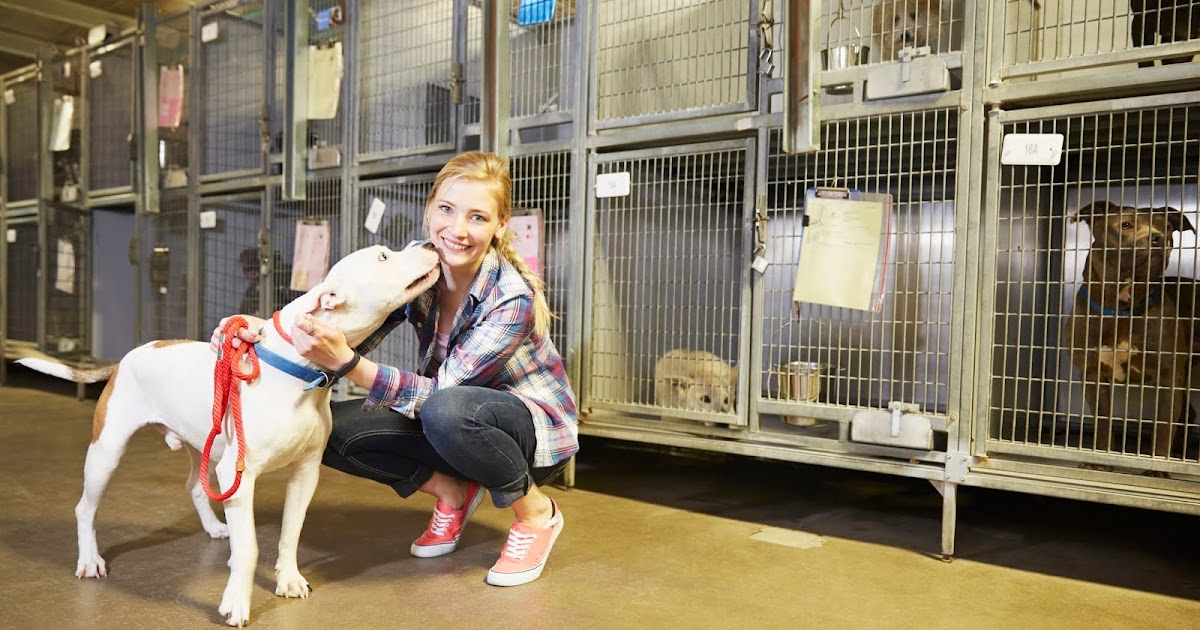 How to Volunteer For Your Local Dog Shelter - Doglopedix