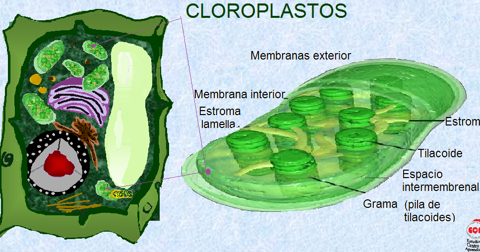 El interior y partes de un cloroplasto junto a una célula vegetal.