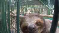 Sloth Sanctuary of Costa Rica 23 mi away