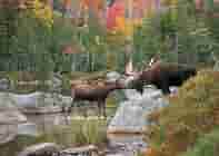 Learn more about Moose Prints Gallery and Gifts