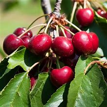 Dwarf North Star Cherry Tree Live Plant For Planting, Dwarf Cherry Plant Live Fruit Tree 3 Feet Tall, Sweet Cherry Tree Plant, No Shipping To CA