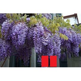 Wisteria Frutescens 'Amethyst Falls', Grafted 1 Year Old Plant