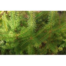 Live Evergreen Pine Tree Plant With Roots, Douglas Fir For Planting, Wild Mountain Grown, Landscaping, Chemical Free GMO Free Natural Plants