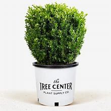 Baby Gem Boxwood 1 Container