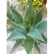 Agave Blue Flame (3 Gal. Pot)