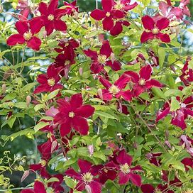 Clematis Burning Love | Zone 4-9 | Red | 5 - 9 Feet | Full Sun | Partial Shade
