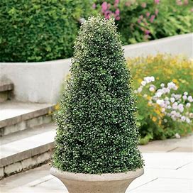 Boxwood Cone Topiary - Grandin Road