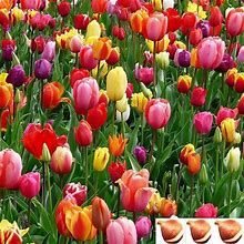 Tulip Bulbs For Fall Planting | Mixed Perennial Flower Tulip Bulbs | Zones 3-8 |