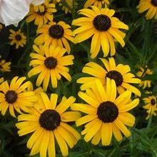 Little Suzy Black Eyed Susan - 1 Container