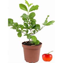 Barbados Cherry Tree - 3 Live Plants In 4 Inch Grower's Pots - Malpighia Emarginata - Edible Fruit Bearing Tree For The Patio And Garden