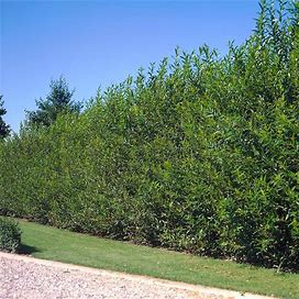 Willow Hybrid Tree, 3-4 Ft- Very Fast Privacy Screen, Fast Growing Shade Tree, Zone 5-8