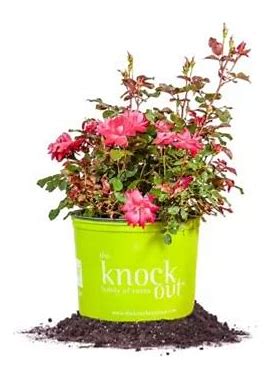 Perfect Plants Double Red Knock Out Bush In 3 Gal. Grower's Pot
