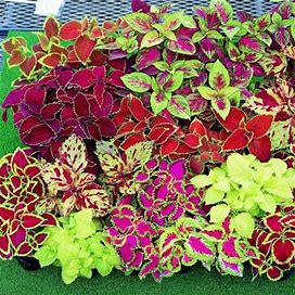 QAUZUY GARDEN 250 Mix Rainbow Coleus Blumei Seeds Beautiful Foliage Eye Catching Shade Loving Flower - Colorful Shade Garden Patio Container