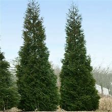 American Pillar Arborvitae - 3-4 ft. | Plantingtree