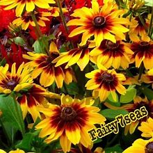 Garden At Home 200 Rudbeckia Hirta Seeds -Gloriosa Daisy(Black-Eyed Susan)- Hirta Autumn Forest - New Garden & Outdoor | Color: Red