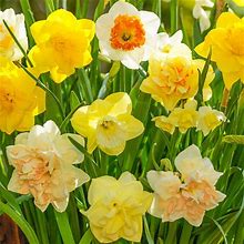 Mid Spring Flowering Daffodil Mixture - 15 Per Package | Mixed | Narcissus | Zone 3-8 | Fall Planting | Fall-Planted Bulbs