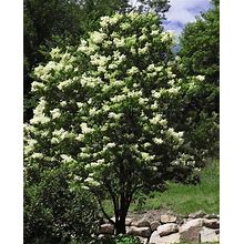 Ivory Silk Japanese Tree Lilac - Syringa Reticulata - Fragrant - Quart Pot