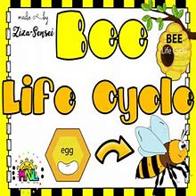 Bee Life Cycle Science Pack 2nd Grade Flip Book Included