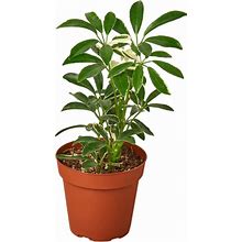 Moonlight Dwarf Umbrella Tree - 4" Pot - Plant Addicts