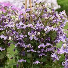 Stand By Me Lavender Clematis - 1 Container