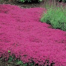 Thymus 'Coccineus' Red Creeping Thyme