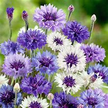 Cornflower Seeds - Fantastic Mix - Packet, Mixed, Eden Brothers