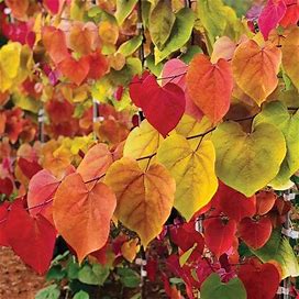 Flame Thrower® Redbud Tree, 5-6 Ft- Brand New Variety Of Redbud With Stunning Deep Purple Foliage | Ornamental Tree, Zone 5-8