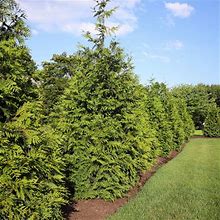 Thuja Green Giant Arborvitae - Buy 5 Plants (3 To 4 Feet Tall) - Deer-Resistant, Fast-Growing, Evergreen, Privacy Tree - Zone 5-8