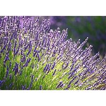 2 English Lavender Perennial Plants Live, 1 To 2 Inc Tall Flower Plant, Well Rooted