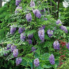 2.5 Gal. Amethyst Falls Wisteria, Live Vine Plant, Clusters Of Lilac-Purple Blooms