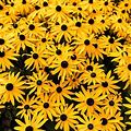 Black Eyed Susan Flower Seeds For Planting - Over 55,000 Premium Seeds - Attracts Pollinators - Non GMO