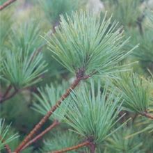 Connecticut Slate Dwarf White Pine (Spring Pre-Order) 2 Pot - Plant Addicts
