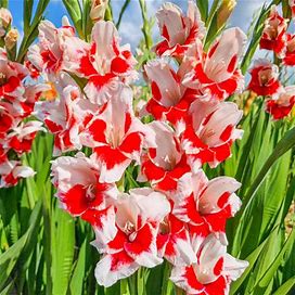 Japonica Gladiolus - 8 Per Package | Red | White | Gladiolus 'Japonica' | Zone 3-10 | Spring Planting | Spring-Planted Bulbs