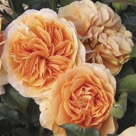 Double Easy Orange Floribunda Rose