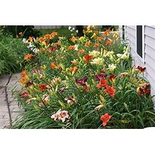 Daylily Mix Value Bag (6 Roots Per Package)