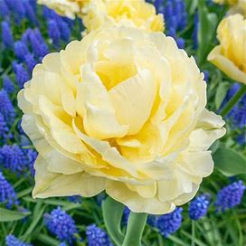 Avant Garde Tulip - 8 Per Package | Yellow | Tulipa Double Early 'Avant Garde' | Zone 3-8 | Fall Planting | Fall-Planted Bulbs