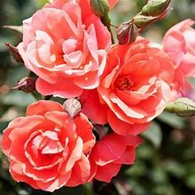 Coral Knock Out® Rose Shrub/Bush, 3 Gal- Ornamental Shrub, Colorful, Hearty Roses Without The Hassle, Zone 5-8