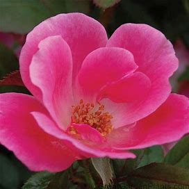 Pink Knock Out® Rose
