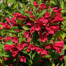 Ruby Red Weigela | Shop Shrubs By Growing Home Farms 3-4'