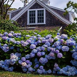 4-Pack (Endless Summer® The Original Reblooming Hydrangea, 3 Gal- Blooms Every Year, 3 Gal- No Matter What, Zone 5-8