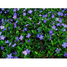 Greenwood Nursery/Live Ground-Cover Plants - Vinca Minor + Lesser/Dwarf Periwinkle - [Qty: 50 Bare Roots] - (Click For Other Available Plants