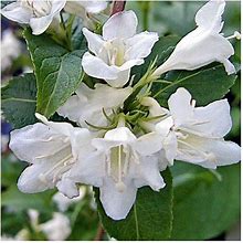 White Knight Weigela, " 10-12" Size, Snowy White Trumpet Flowers, Hummingbird/Butterfly Attractor