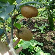 Grafted Asian Pear Fruit Trees 3-4 Ft, 100% Best Quality